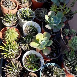 Cactus