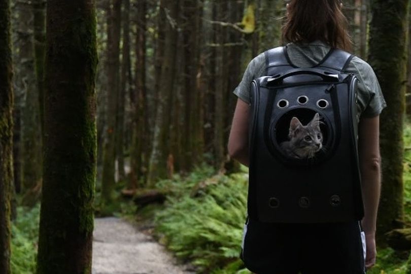 Small Dog/ Cat Backpack