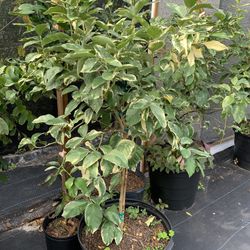 Variegated Pink Lemon Tree With Flower (will Fruiting This Year) 5-6 Ft Tall , 15 Galon Pot 