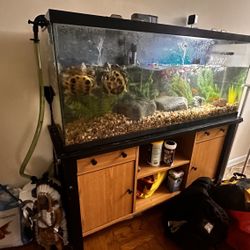 Fish tank 