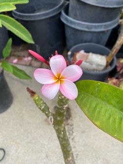 Pink plumeria plant