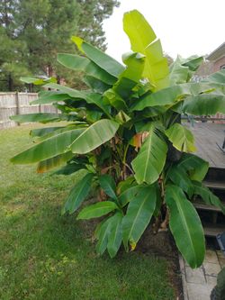 Banana Palms - Transplant Now Oct. Nov. 