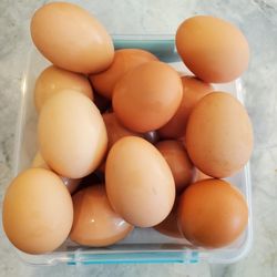 Fresh Eggs