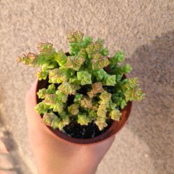 Tom Thumb Crassula 4in 