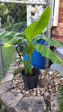 Cold Hardy Banana Tree