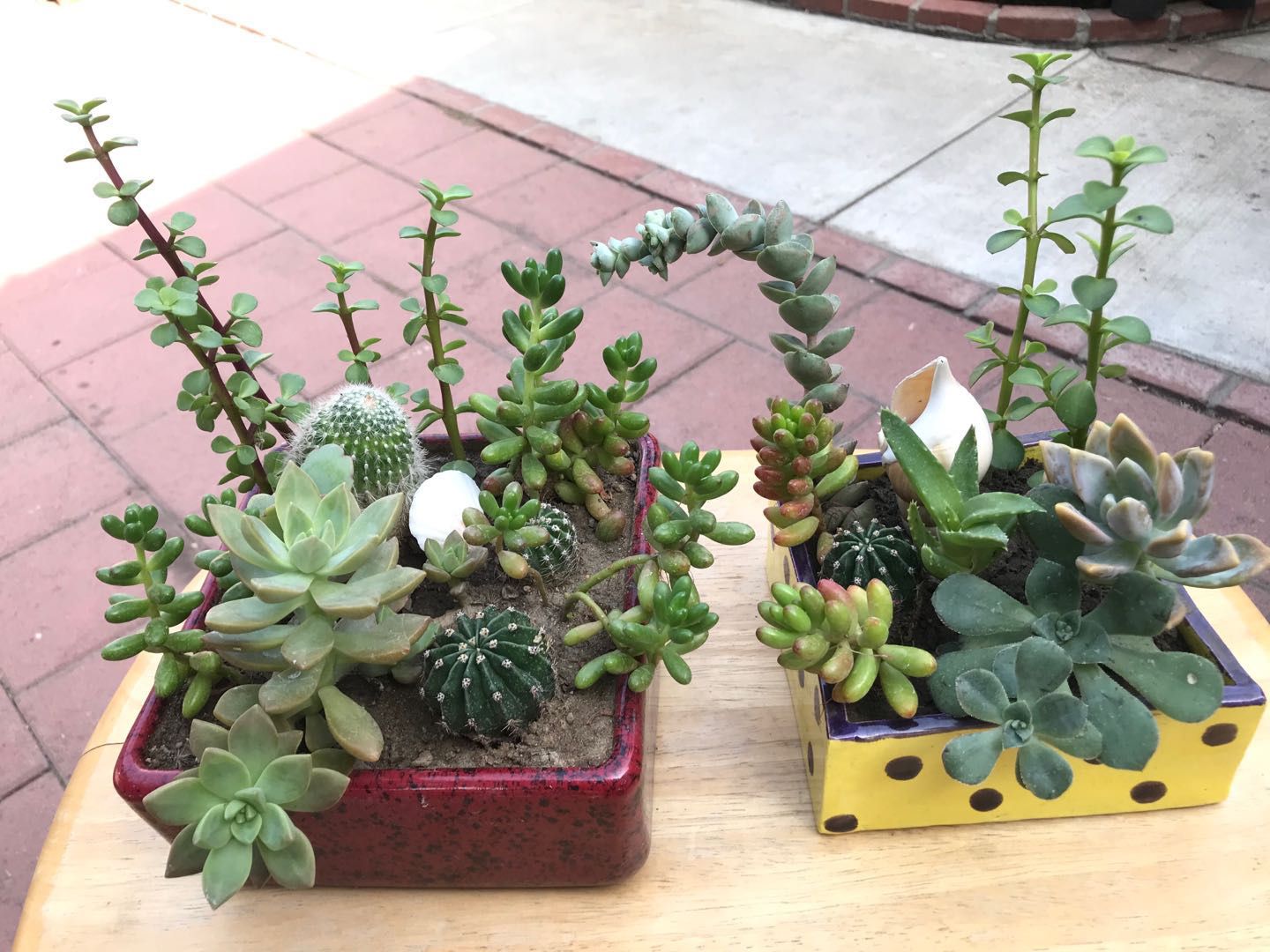 Pair of succulents cactus flowers plants jade aloe Vera in ceramic pots trending hot garden yard lifestyle mix variety