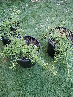 Plantas De Galon $1 Cada Una