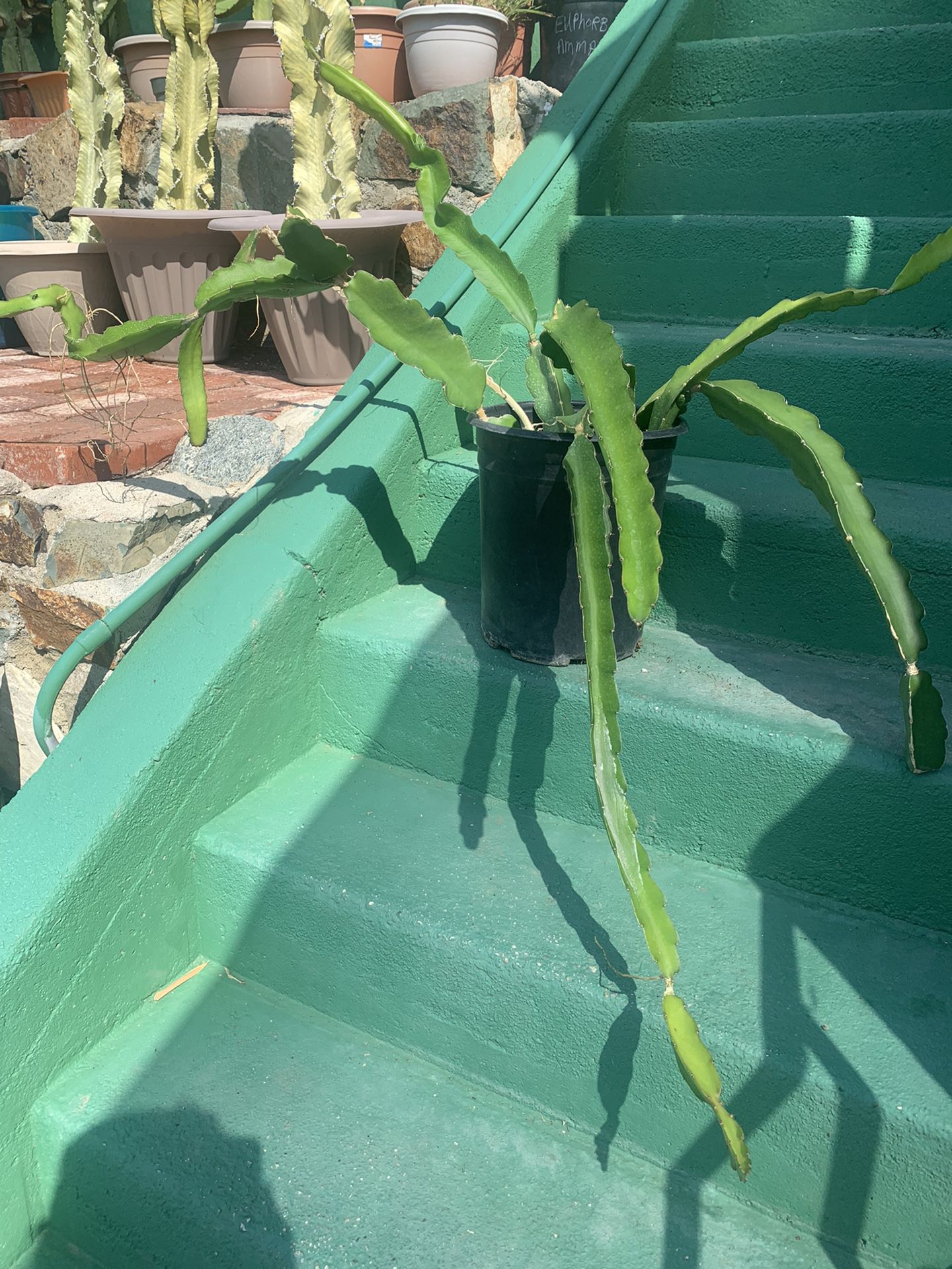 Large Dragon Fruit Plant In Bloom 