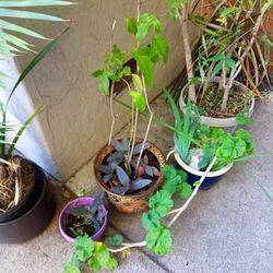Passion Fruit With Purple Plant