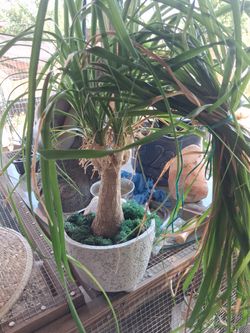 Pony tail palm