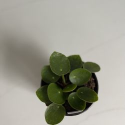 Chinese Money Plant In 4 Inches Pot