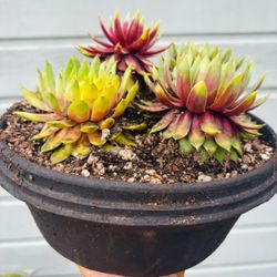 Succulent Arrangement In Nice Pot 