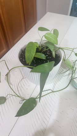 Cebu blue pothos