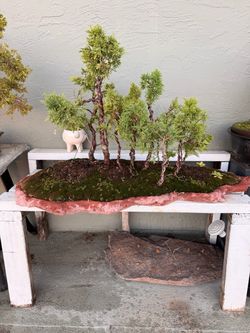Pre-Bonsai mini forest juniper for sale