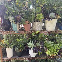 Beautiful Succulent For Mothers Day ❤️