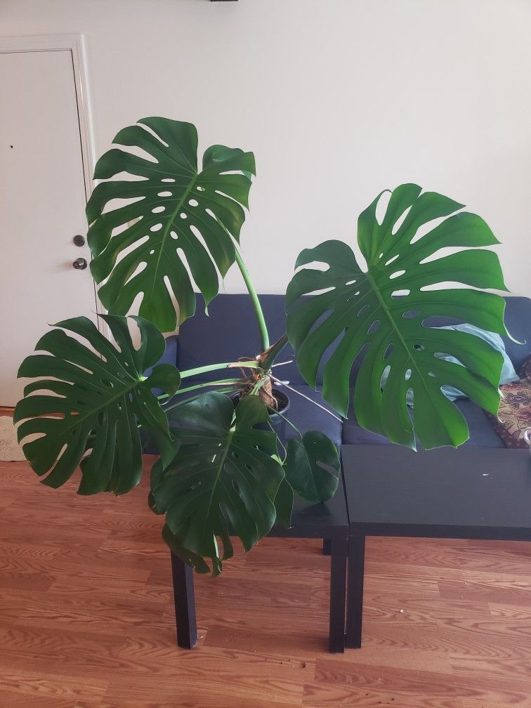 Monstera Plant