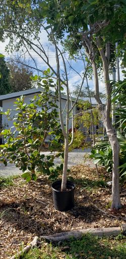 Moringa--20 Gallon