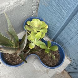 Succulents Varied Plants Potted 