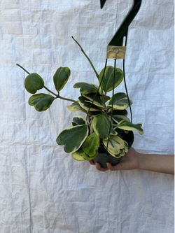 6” Variegated hoya Kerri