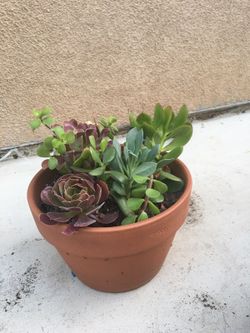 Potted green succulent plant