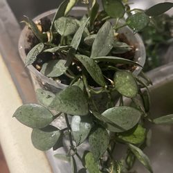 Hoya