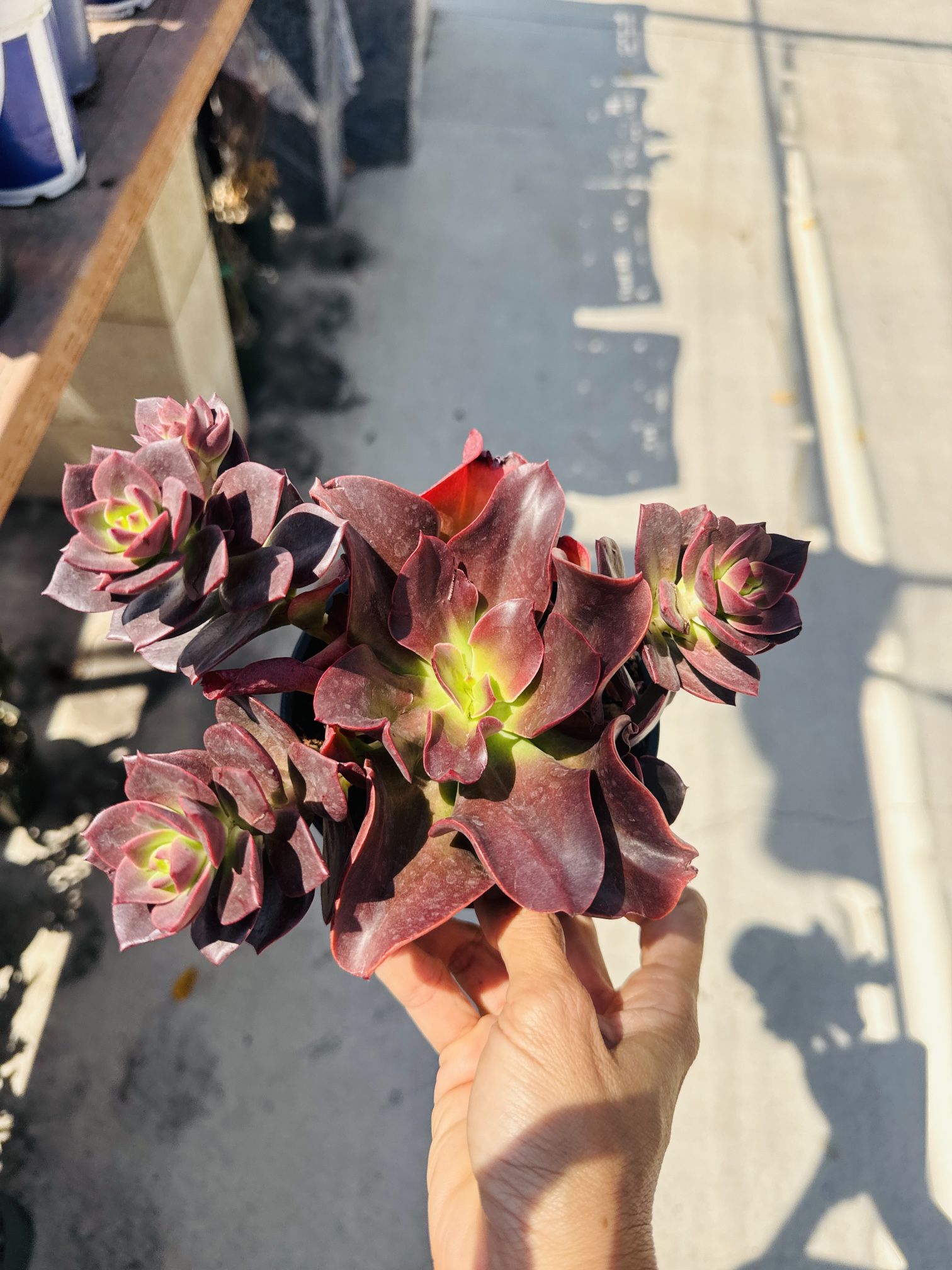 Echeveria Red Dragon