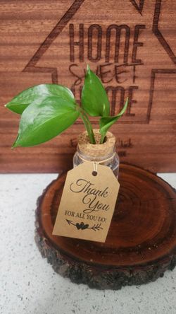 Pothos