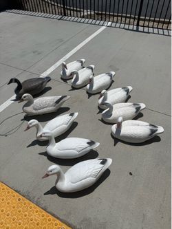 11 Floating Geese Decoys