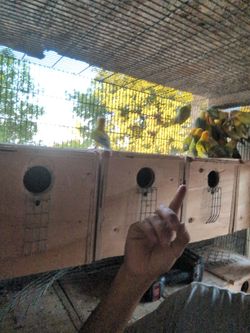 Love Bird Stuff Farm Equipment Cage Nest 