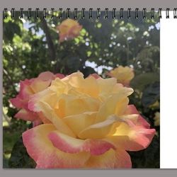 2026 DESK ROSES CALENDAR