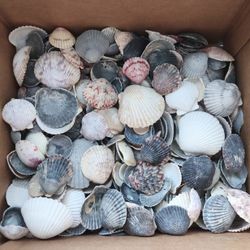 Large Lot:3 Lbs of Assorted -Size, Multicolored Florida Scallop Seashells 