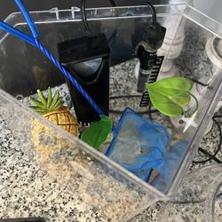 Fish Tank With Net, Extra Bowl, Net And Food 