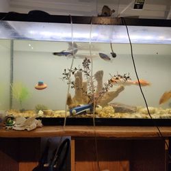 Fish Tank