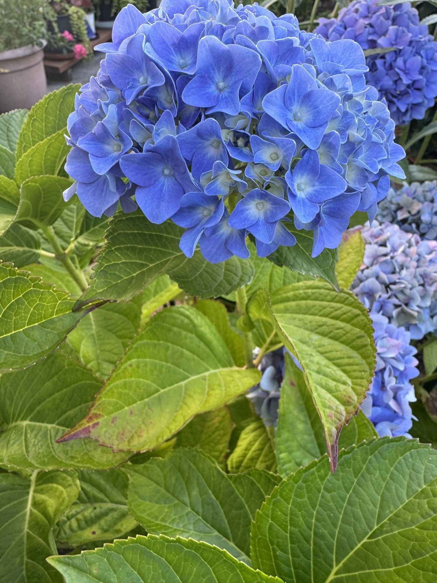 hydrangea Perennial Plants pink and blue