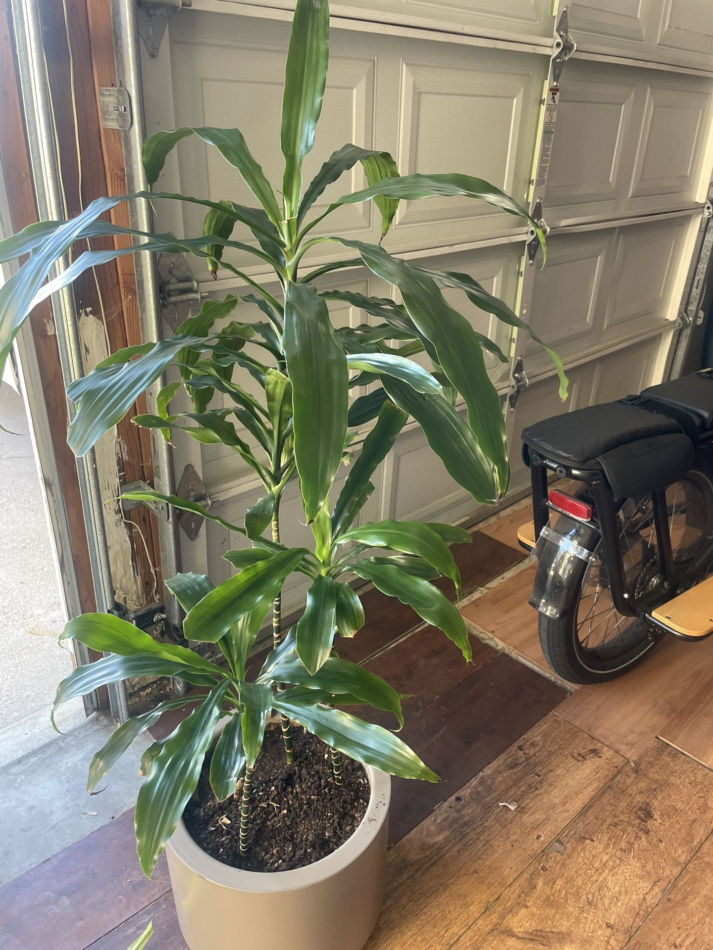 Dracaenas ( Corn Plants) In Self Watering Pots