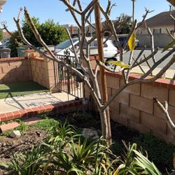 6 Foot Plumeria Tree - Pink Flowers 