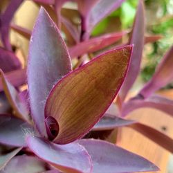 Purple Heart Potted Plant 