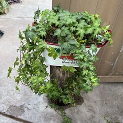 Ivy Plant 