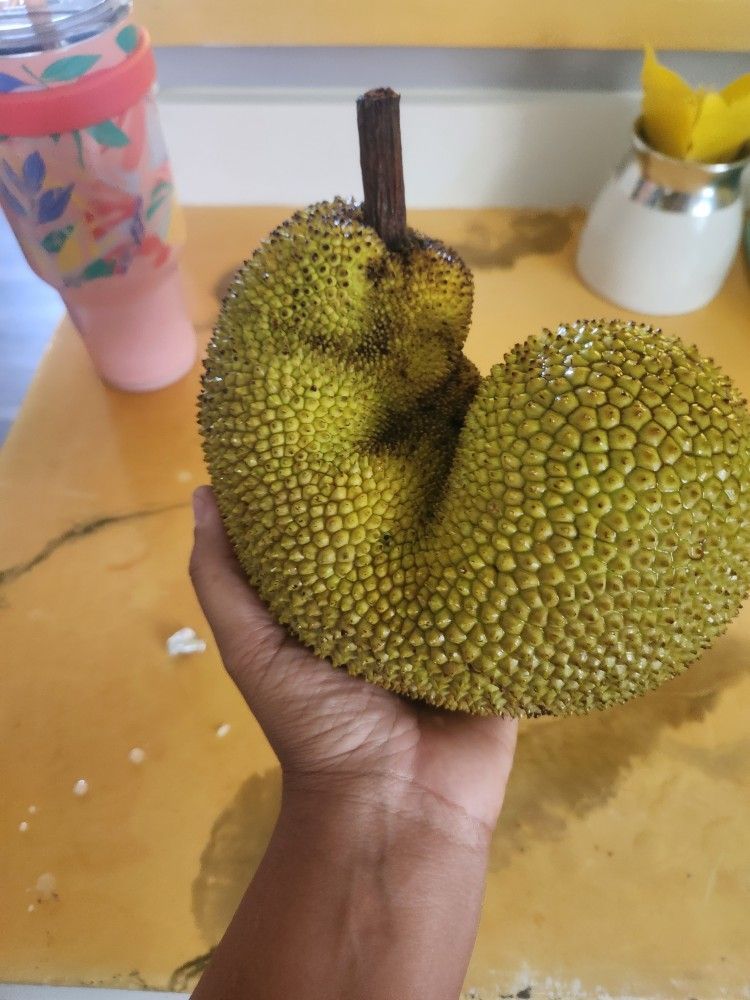 Organic Jackfruit