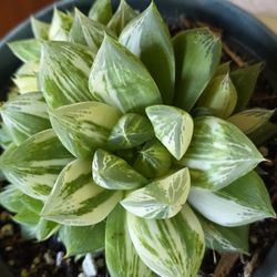 🌿 Variegated Haworthia Succulent 🌿