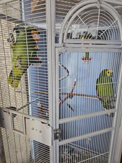 Bird Cage