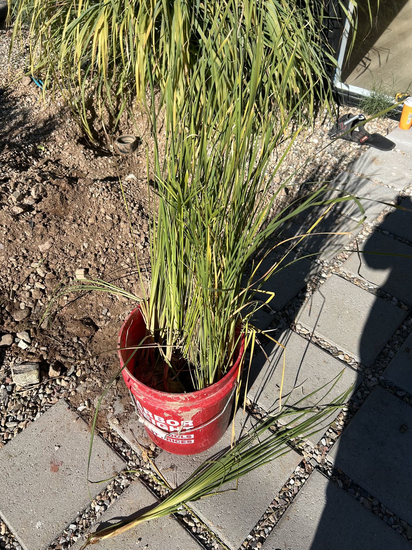 Water/Pond Plants Gorgeous