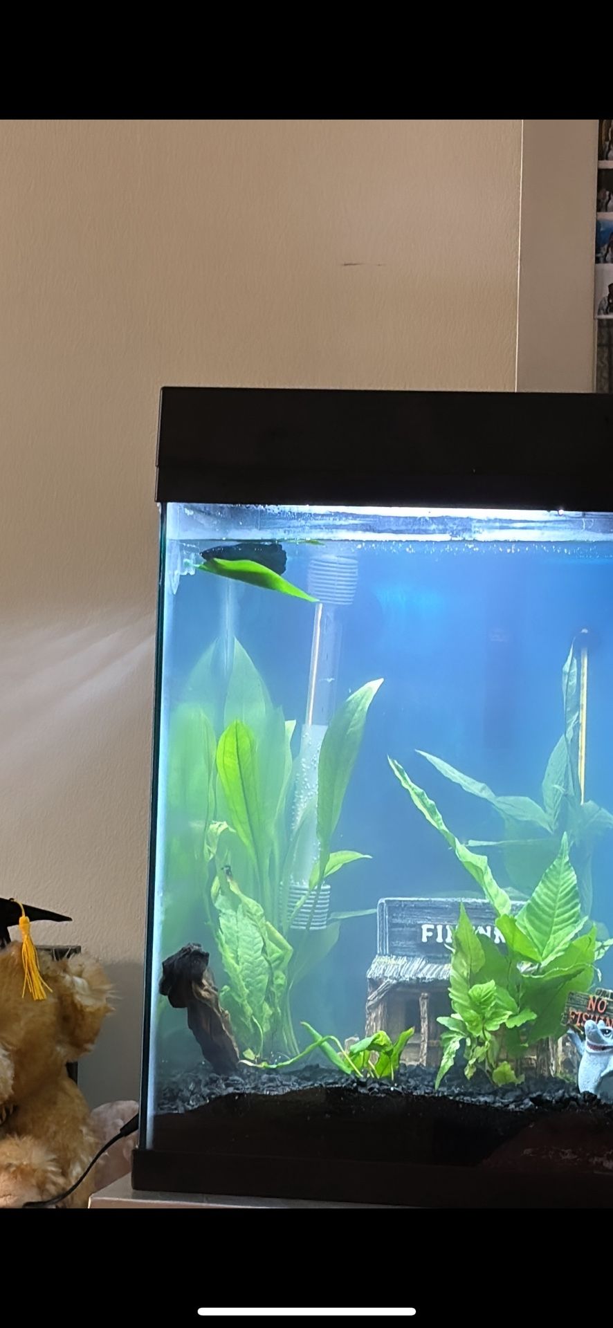 10 gallon fish tank