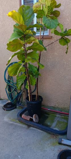 Fiddle Leaf Fig