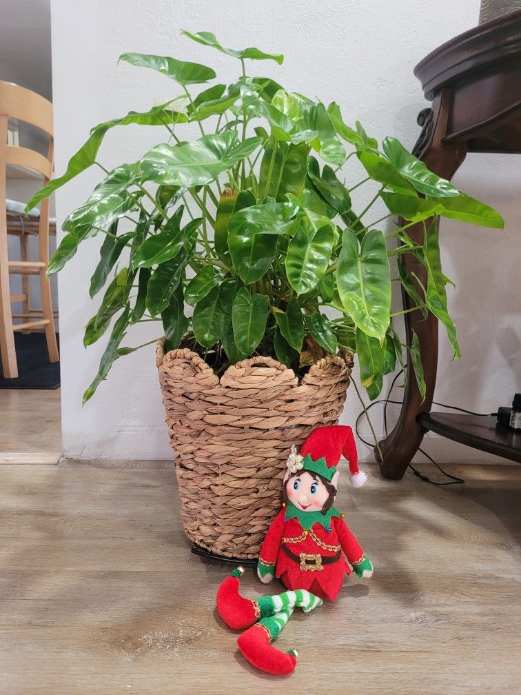 philodendron burle plant 