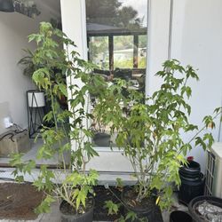 Chinese Lantern Plants 