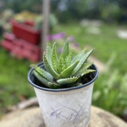 Aloe Vera 