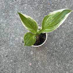 Variegated Hosta Perennials 