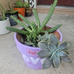 Cactus & Succulent 