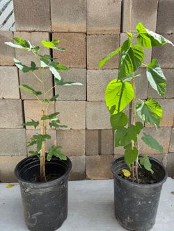 Mulberry Trees